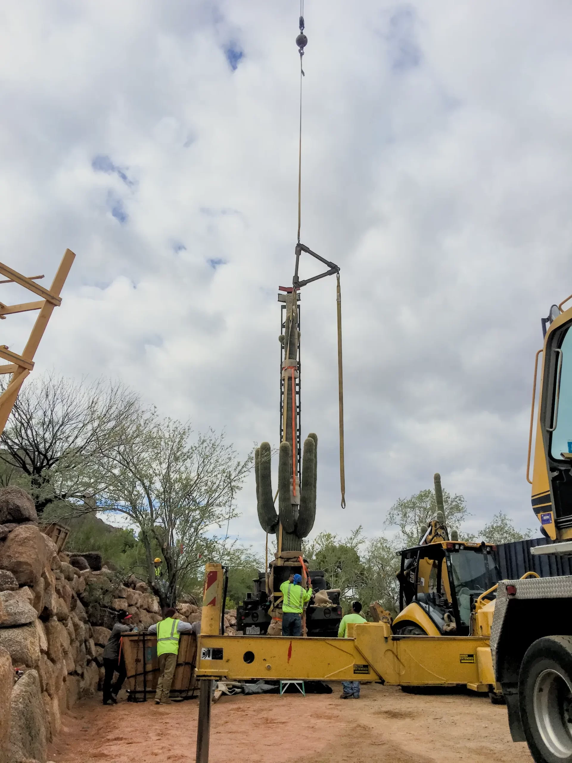 A delicate operation to lift a large saguaro cactus into place, with a team working in harmony.